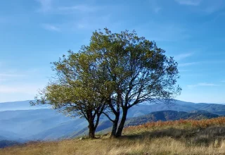 foresta di Rincine